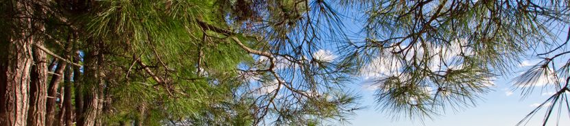 Золотая бухта (Пицунда)